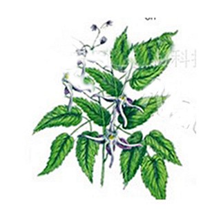 岳达 淫羊藿甙淫羊藿素(岳达植物)