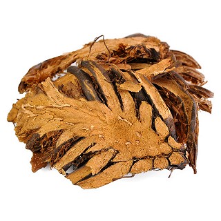 绵马贯众(统片)