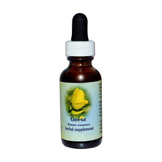 flower essence services 金雀花花精(essence)