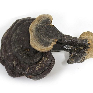 霍之宝 正宗霍山野生灵芝(霍之宝)