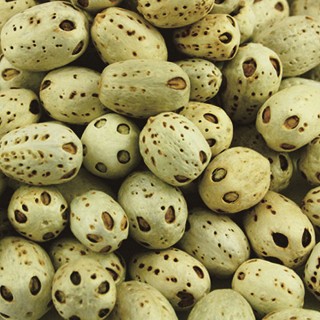 雪域满江 健康花草茶 五眼果(200克)