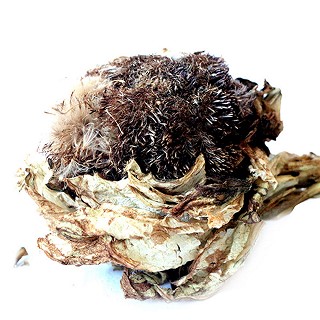 三江源 新疆天山雪莲花(三江源)