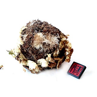 三江源 新疆天山雪莲花(三江源)