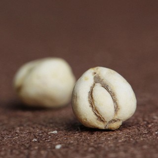 礼顺堂 川贝松贝 平贝母(礼顺堂)