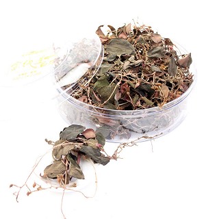 麟阳 野生开花金线莲(麟阳金线莲)