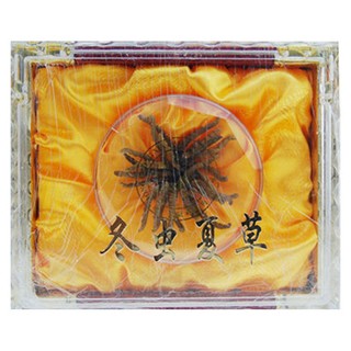养尊堂 冬虫夏草(养尊堂)