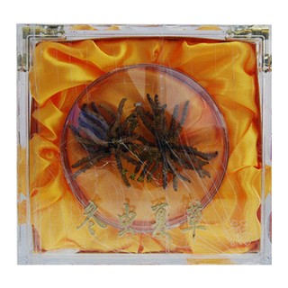 养尊堂 冬虫夏草(养尊堂)