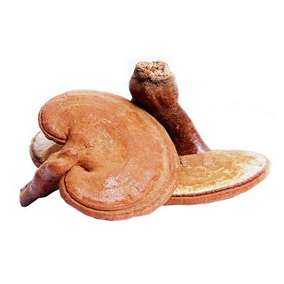 灵芝孢子(美国天地坊)